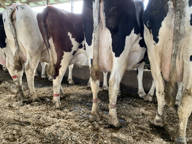 (8 Head) Holstein dry cows coming w/4th calf